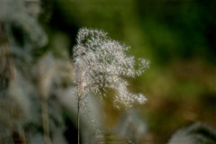 DSC00037.晩秋もよう