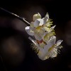 DSC05882-春の足音-18  梅燦燦