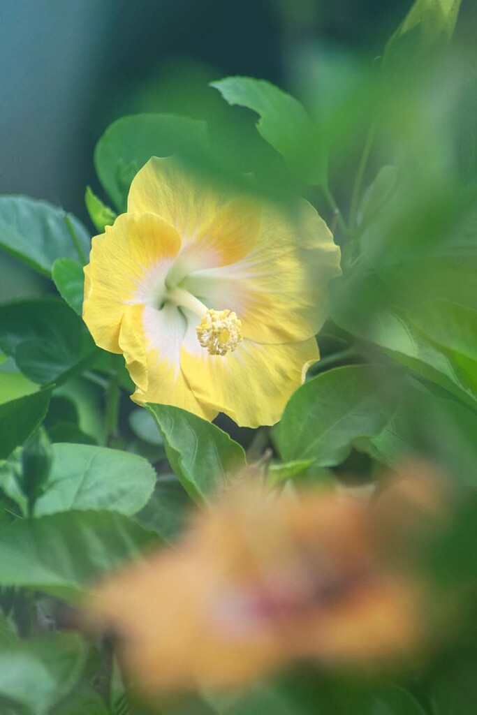 DSC02527. 夏の日差しの中