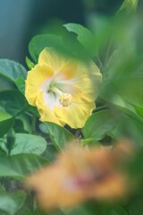 DSC02527. 夏の日差しの中