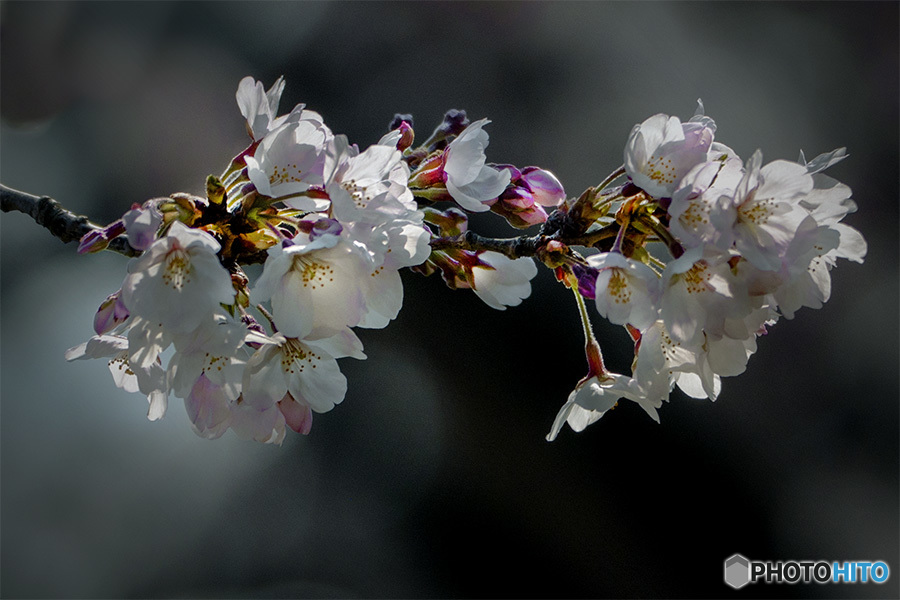 DSC09629 咲けよ称えよ日本の桜