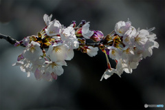DSC09629 咲けよ称えよ日本の桜
