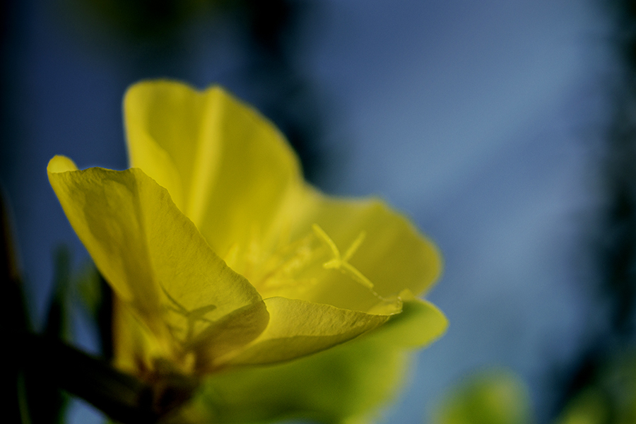 DSC09189. 花影