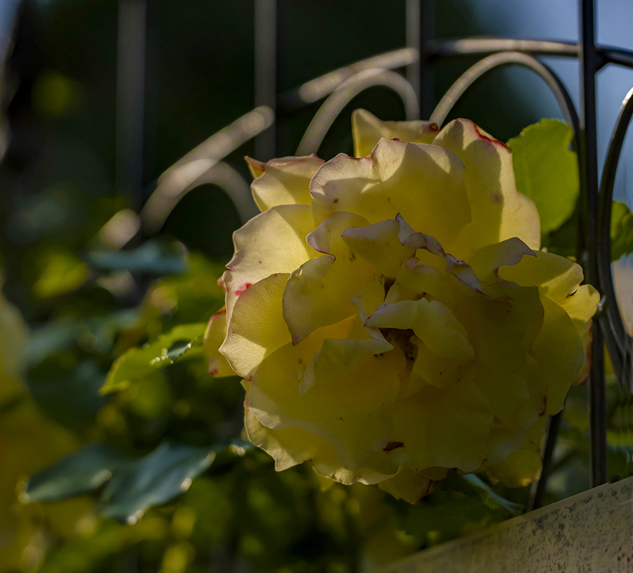 朝陽を受ける薔薇