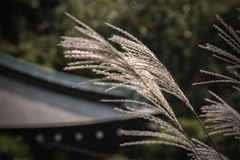 DSC01978-ススキと寺の屋根