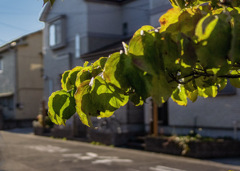 DSC08974. Autumn in the streets