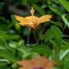 DSC02603. ハイビ二輪