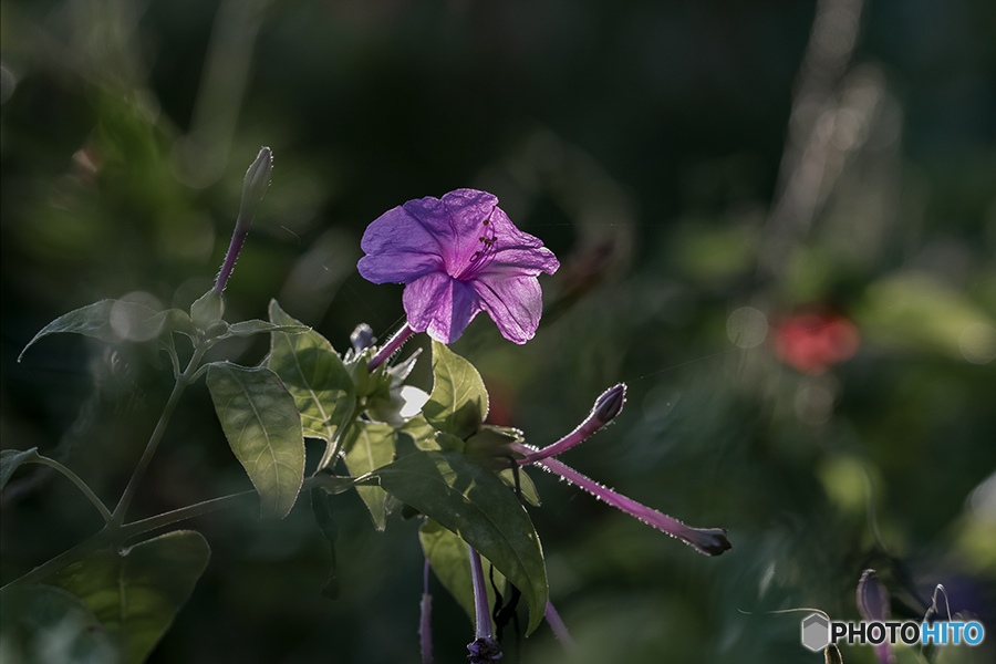 DSC00930 野に咲く オシロイバナ
