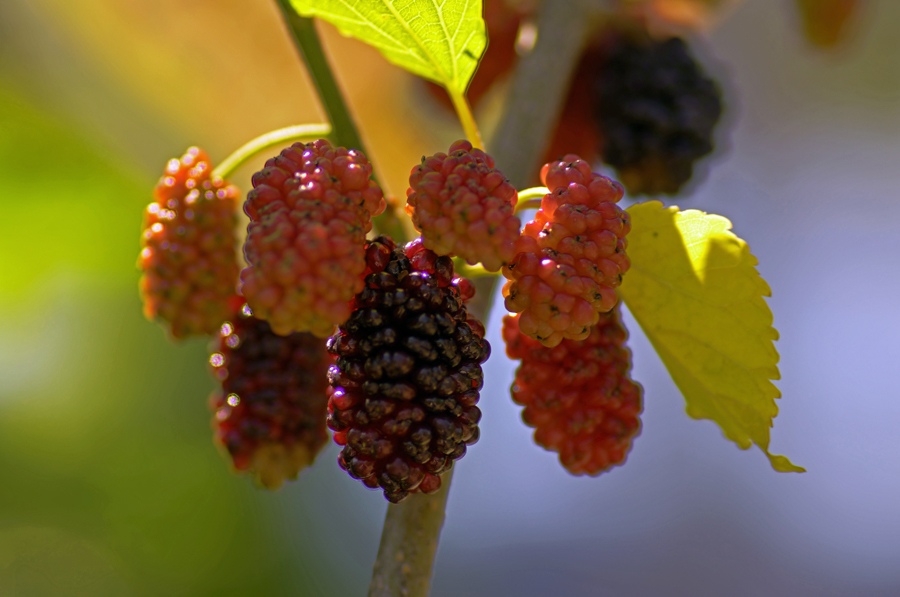 ウラルのぐみの樹.