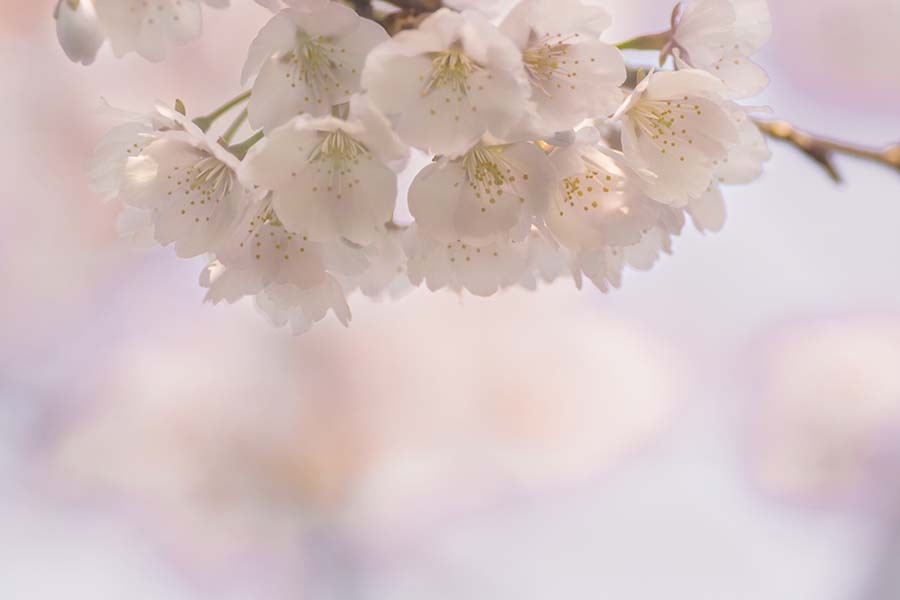 DSC08307.追憶 百花繚乱