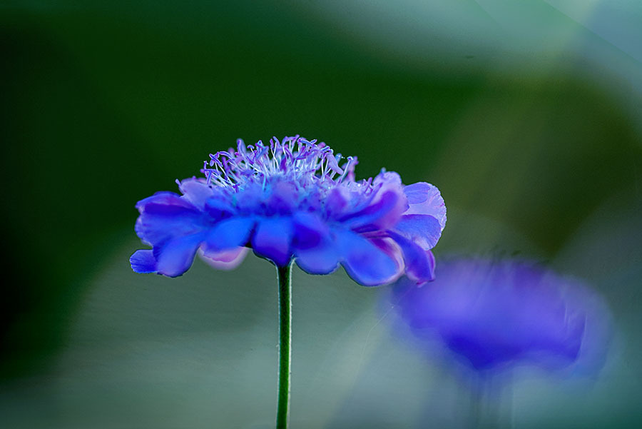 DSC05735.. 青い妖精たち