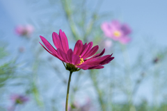 DSC08458. 薄紅のコスモス