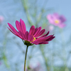 DSC08458. 薄紅のコスモス