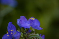 紫の花-5