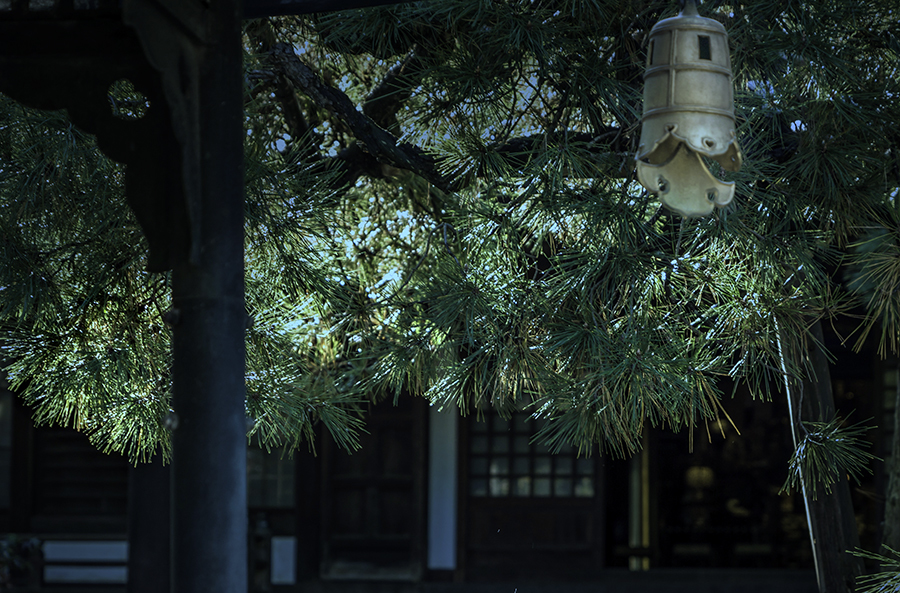 DSC04938  松葉と釣り灯籠　再調整