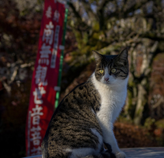 ニャンコのポートレート見合い用