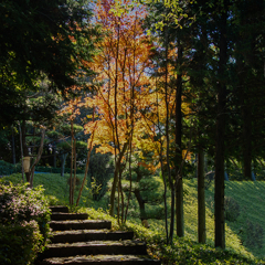 晩秋の階  DSC00674