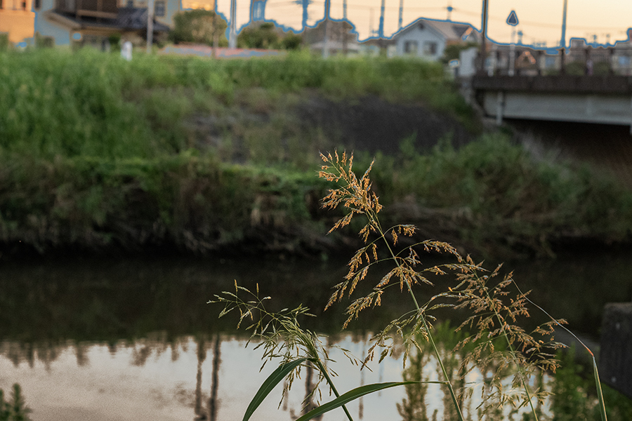 DSC00387. 晩夏の朝