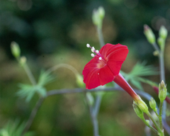 DSC04717.  留紅草