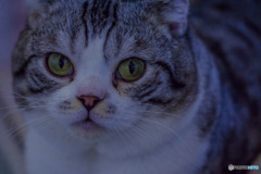 DSC06199-一伊豆の猫園の猫-2