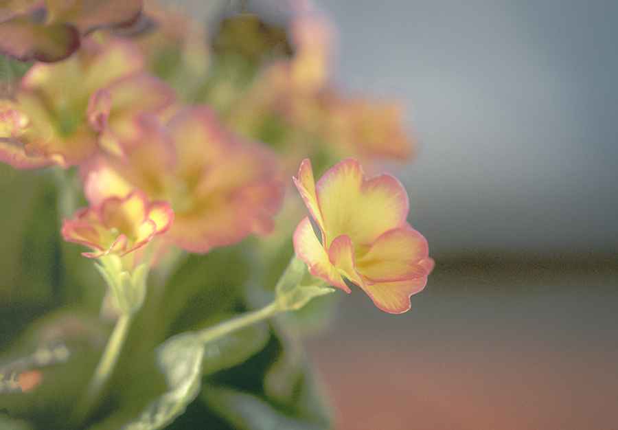 DSC07245. 待春