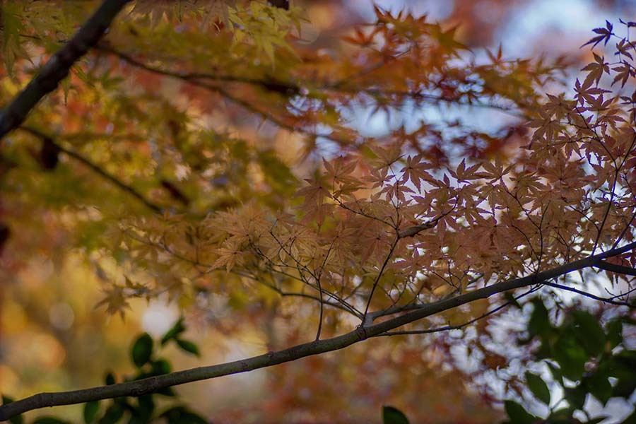 DSC05629 さよならの紅葉 -3