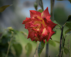 DSC01037.秋の薔薇