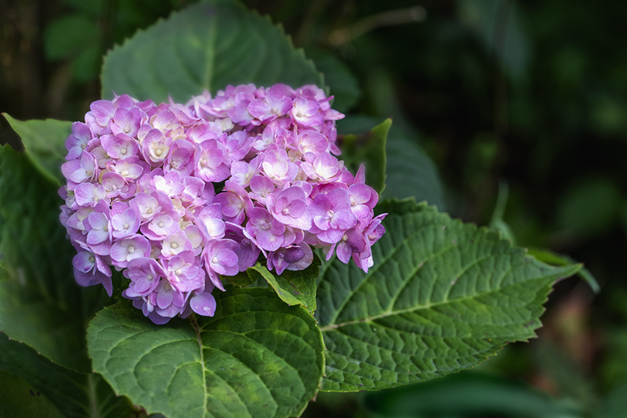 DSC04440 10月に出合った紫陽花の思い出