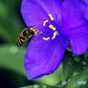 DSC04403 蜂と紫露草-2