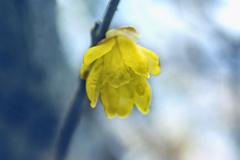 DSC06642 先駆けて咲く冬の華