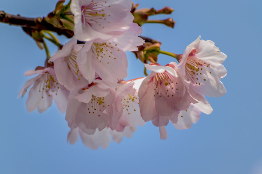 DSC03418-安行桜-7