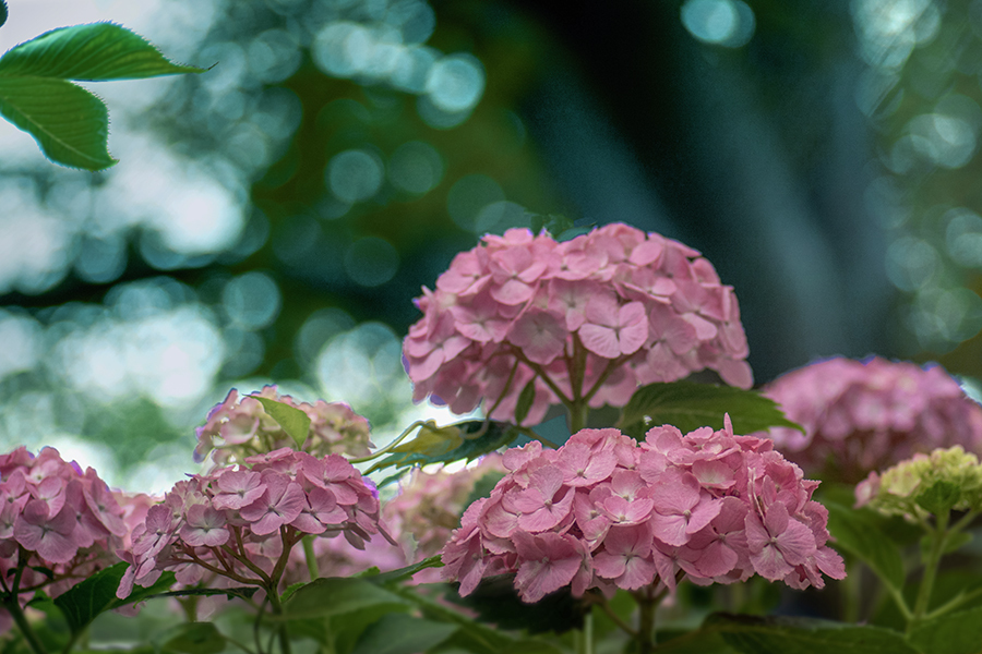 DSC08745. 六月の思い出