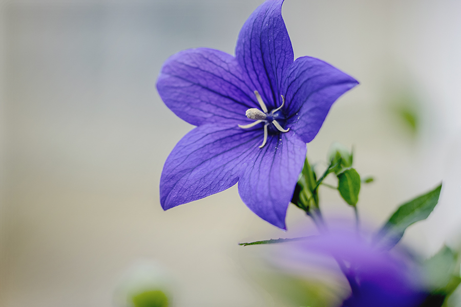 DSC07809-梅雨の晴れ間の彩