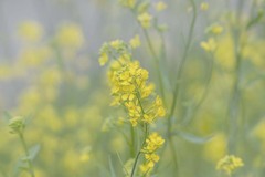 DSC05224. 時めく菜の花たち