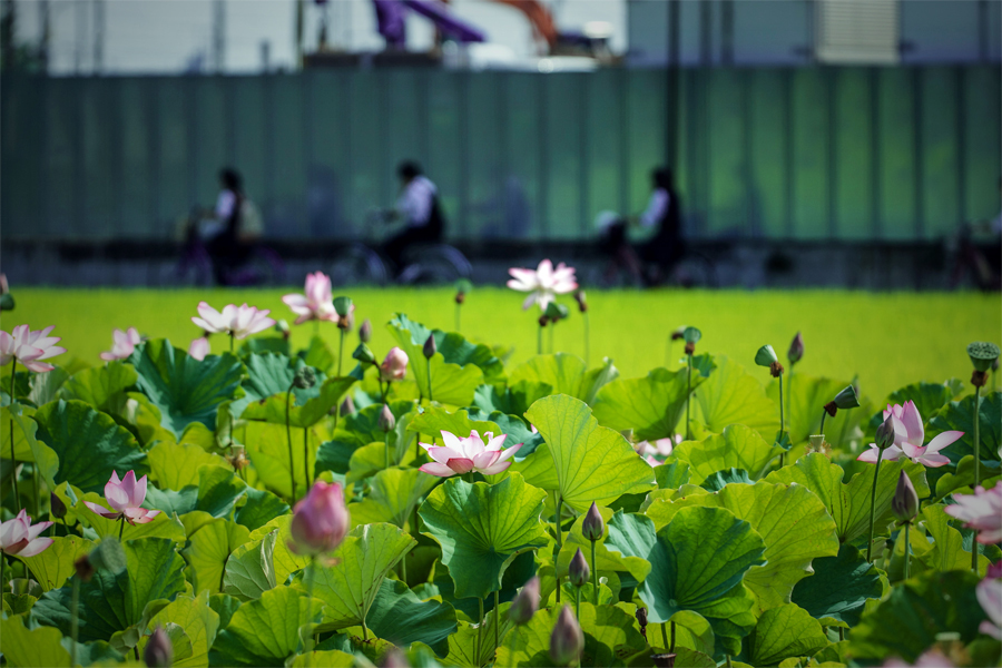 通学路の蓮田スクリーン