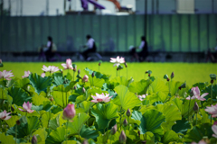 通学路の蓮田スクリーン