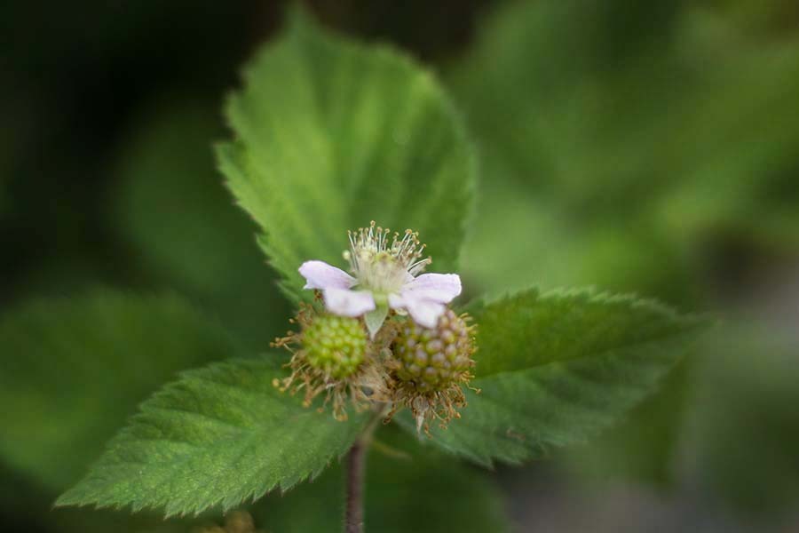 DSC09372. ブラックベリーの花