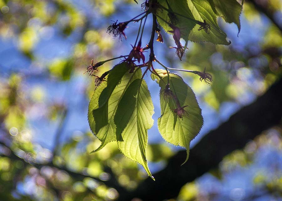 DSC00825 早くも葉桜