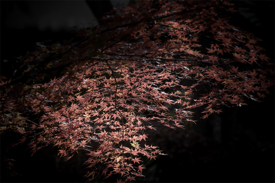 DSC02765 軒まで伸びる