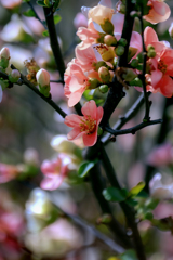 クサ 木瓜　DSC02803