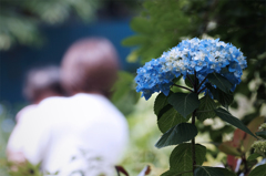 五月の紫陽花