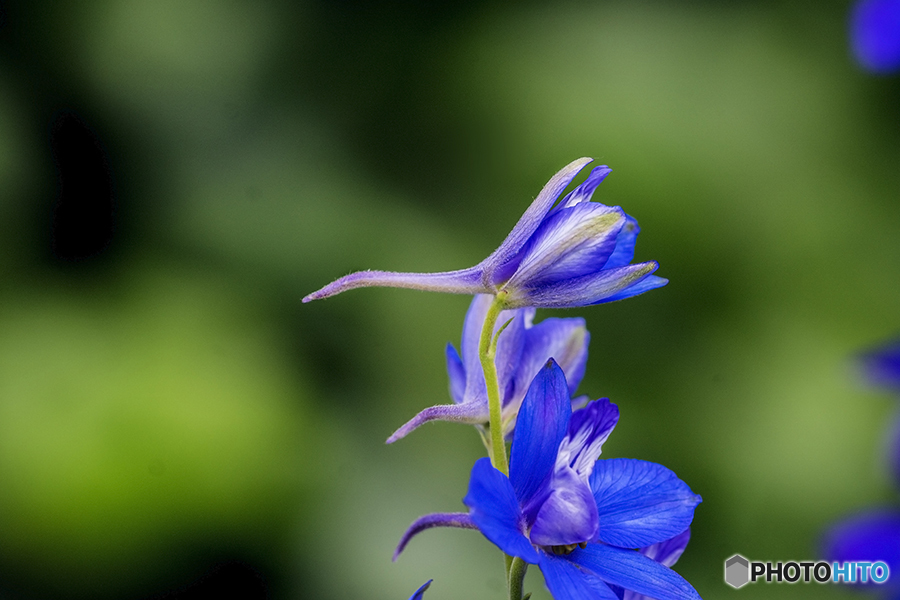 DSC05139チドリの花-3