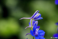 DSC05139チドリの花-3