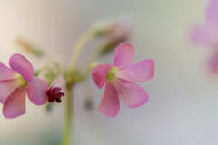 DSC09801. 光の中のカタバミ.