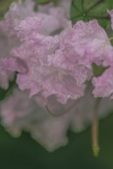 DSC04462  happy met you again this year