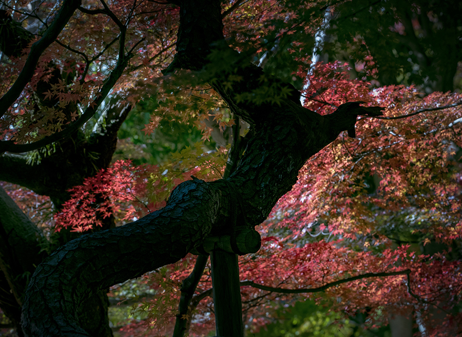 DSC02770 東漸寺の光彩