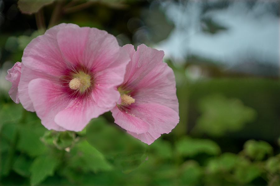 DSC06327. 六月の朝