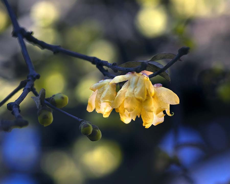 DSC00020. 小春日和