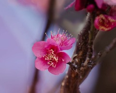 時めく　DSC02589