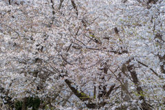 DSC05549. 桜回廊